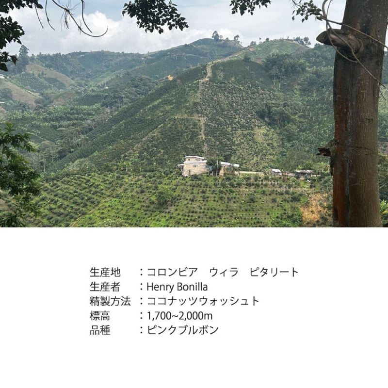 生豆・焙煎豆】コロンビア Huila / La Florida農園 チャポレラ