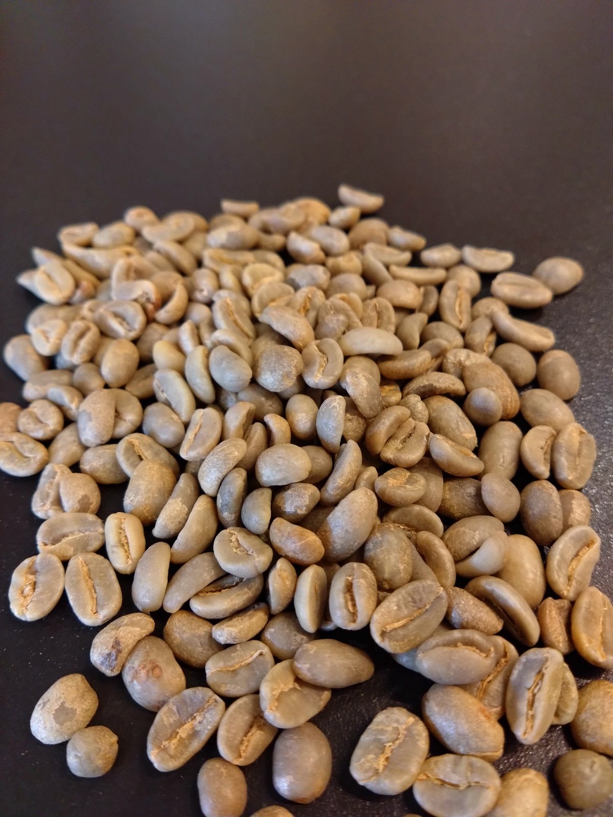 アグリアス・ベアティフィカ（1オス、ペルー産） 【公式通販】