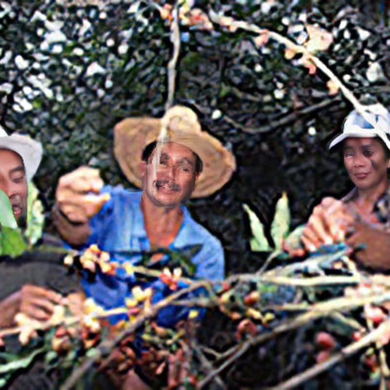 生豆】有機栽培 JAS認証 エクアドル アンデスマウンテン | The Coffee