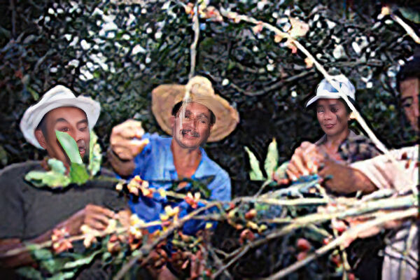 生豆】有機栽培 JAS認証 エクアドル アンデスマウンテン | The