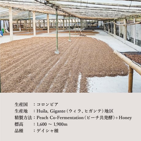 コロンビア　Los Patios Geisha Honey Peach
