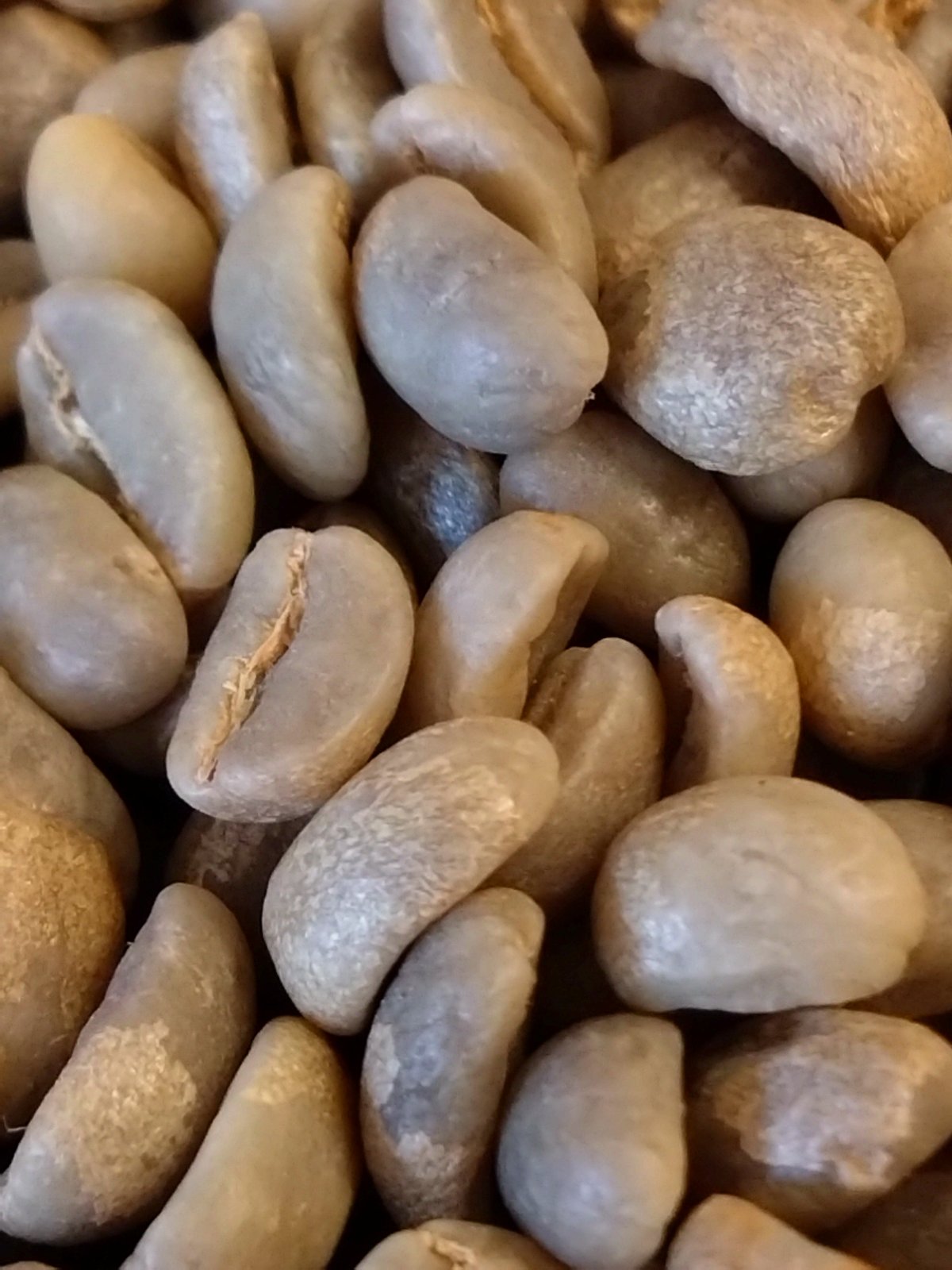 JAS認証有機栽培 オーガニック ペルー サンチュアリオG1 -Organic Peru