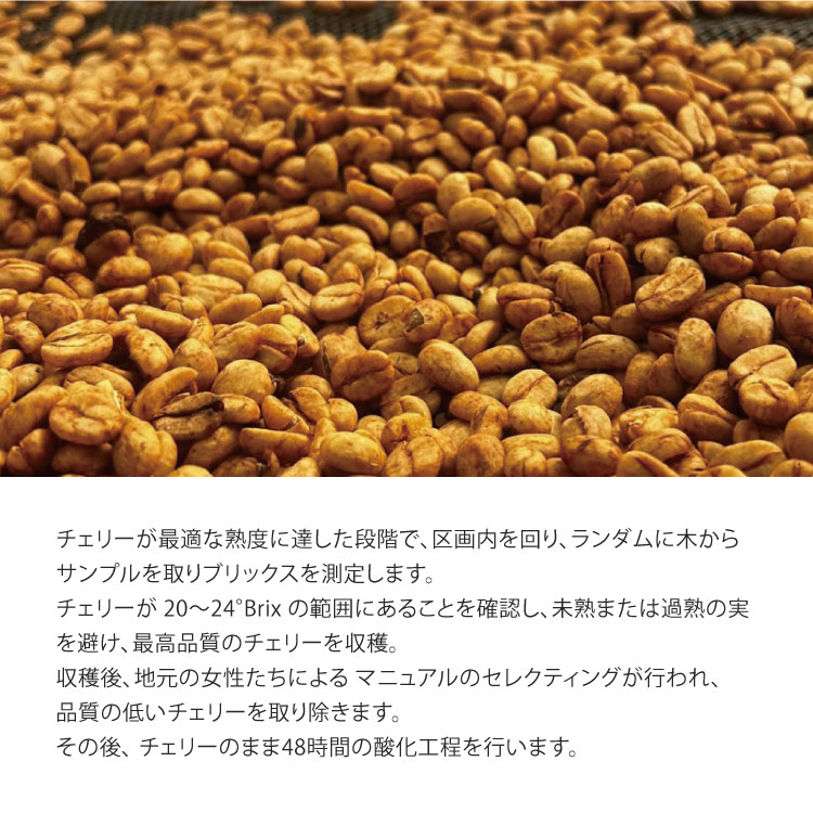 生豆・焙煎豆】コロンビア Huila / La Florida農園 チャポレラ