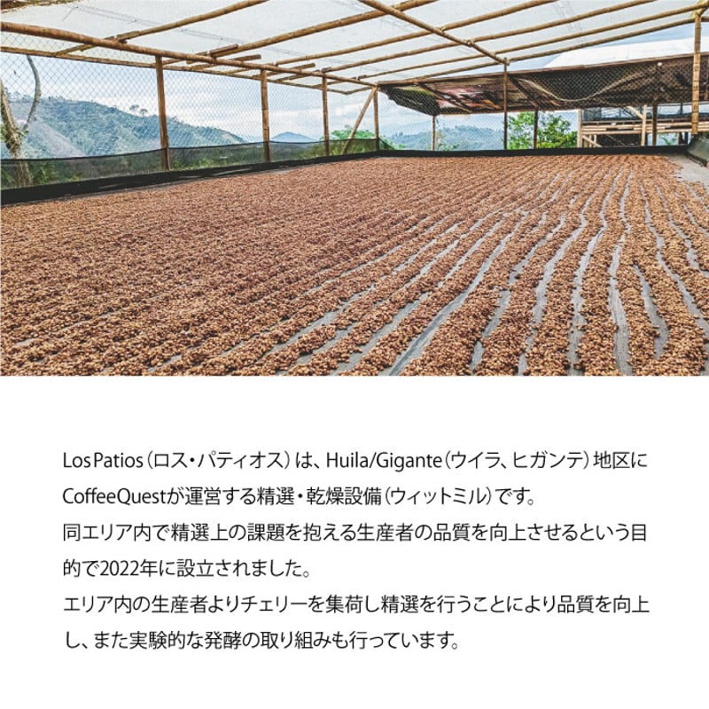生豆】コロンビア Los Patios Geisha Honey Peach | The