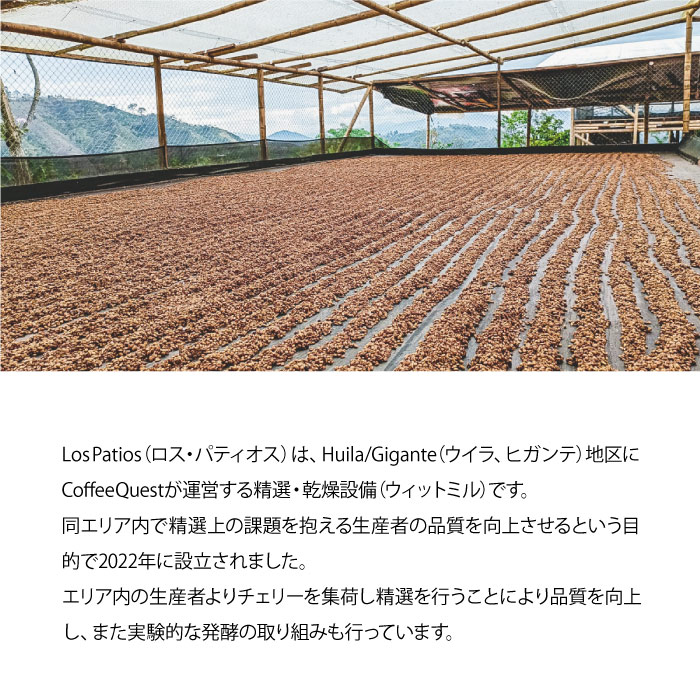 生豆】コロンビア Los Patios Geisha Honey Peach | The