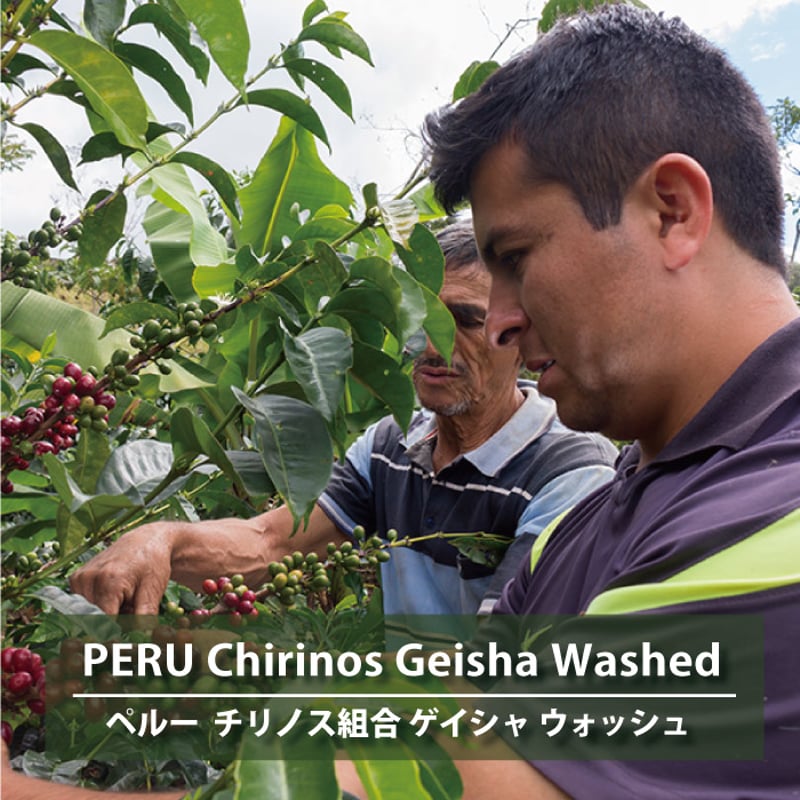 生豆】ペルー チリノス組合 ゲイシャ ウォッシュ PERU Chirinos