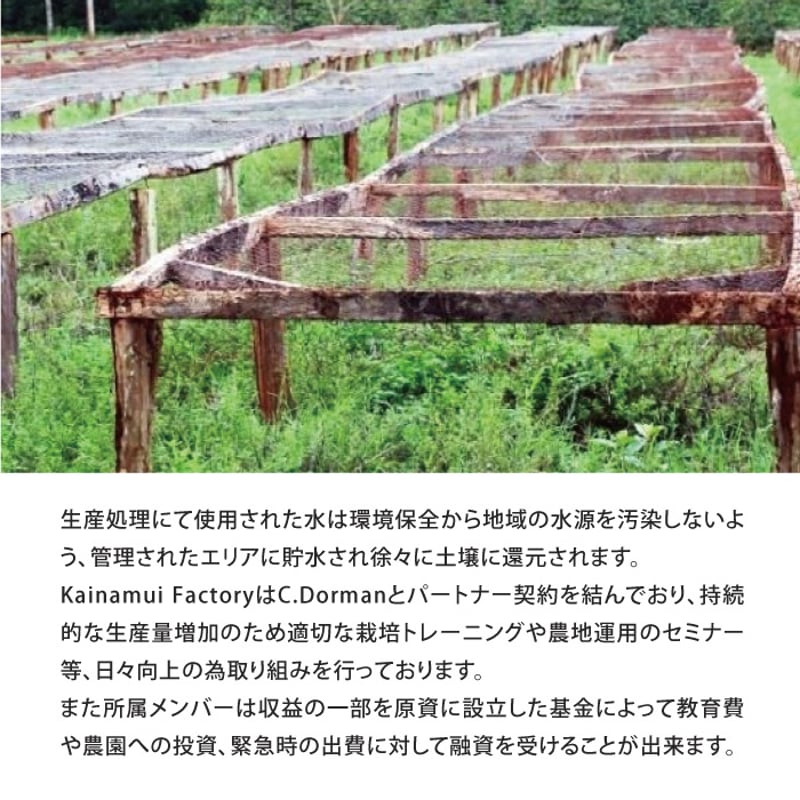 生豆】ケニア Ngariama ピーベリー フリーウォッシュト | The Coffee