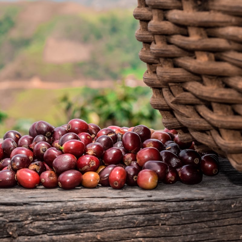 JAS認証有機栽培 オーガニック ペルー サンチュアリオG1 -Organic Peru