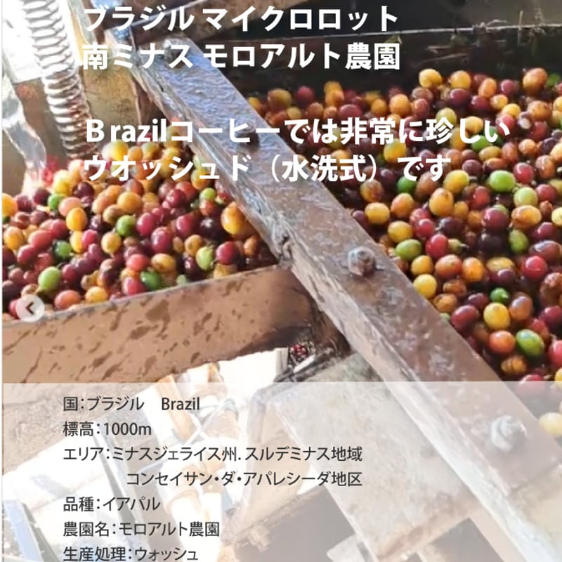 ブラジル モロアルト農園 ウオッシュド No.2 Microlot Morro Alt