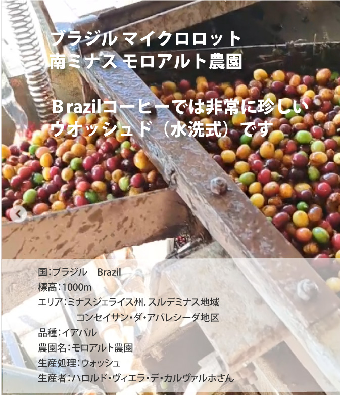 ブラジル モロアルト農園 ウオッシュド No.2 Microlot Morro Alt