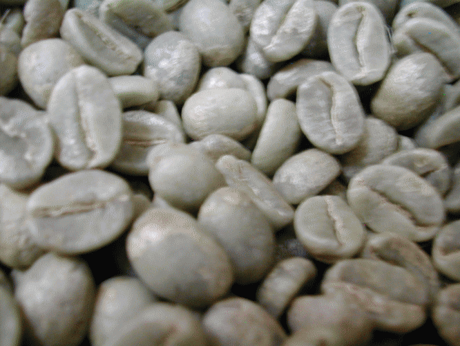 生豆】有機栽培 JAS認証 エクアドル アンデスマウンテン | The