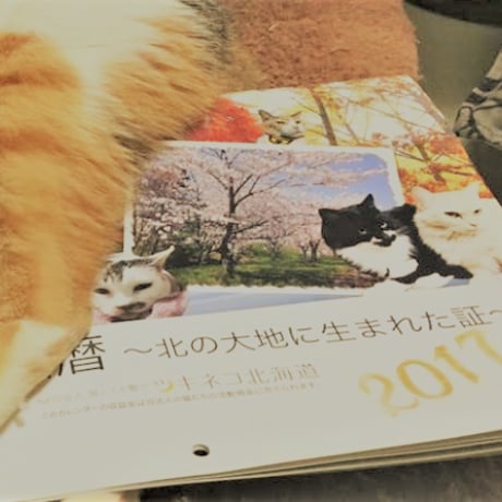 【NPO法人ツキネコ北海道】オリジナル壁掛けカレンダー2017