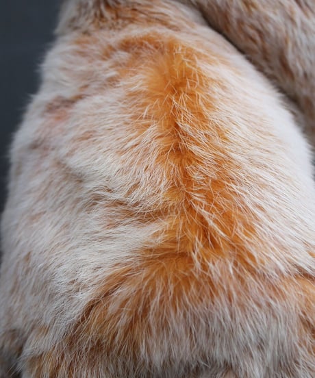 weird orange rabbit fur jacket made in china