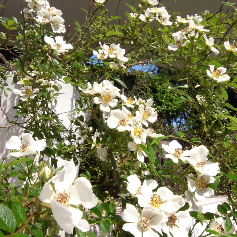 鈴木荘に咲く薔薇のネックレス | suzukiso