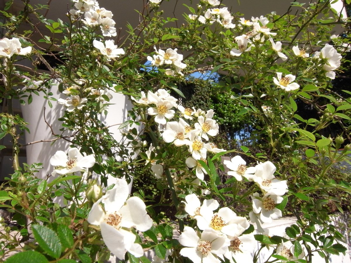 【貴重美品】湖に咲く薔薇 貴重美品】湖に咲く薔薇 2025年最新】湖に咲く薔薇の人気