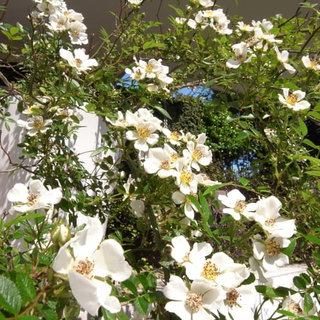 鈴木荘に咲く薔薇の蕾 necklace | large | sv