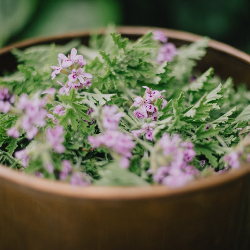 エッセンシャルオイル | 心に風 / Wind for Mind