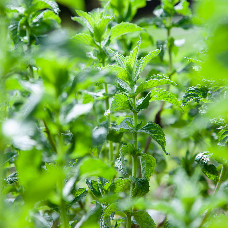 ミントミックス・ティ | 心に風 / Wind for Mind