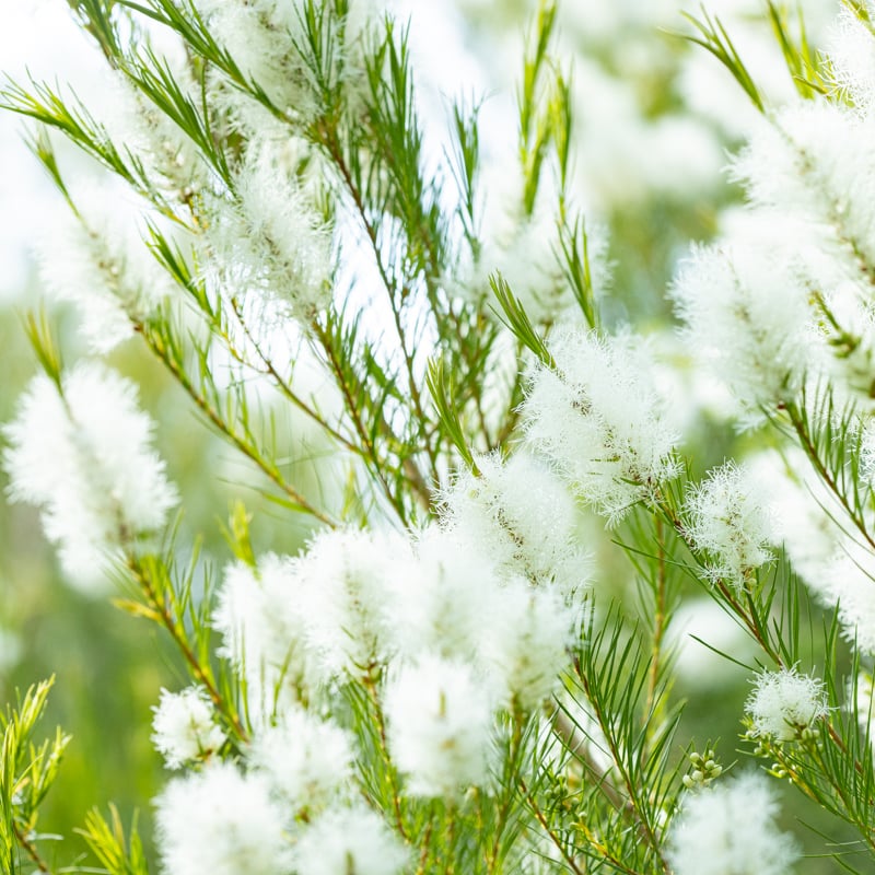 エッセンシャルオイル | 心に風 / Wind for Mind