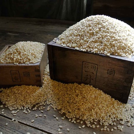 【新米】自然栽培 ひのひかり 玄米 10kg