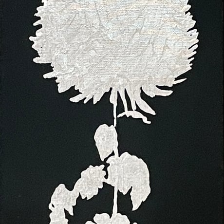 菊　1