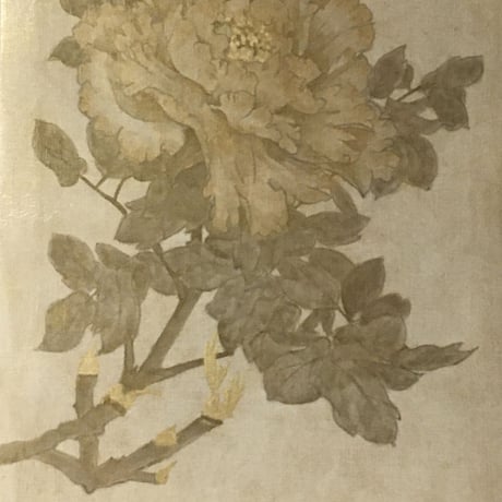 芍薬2