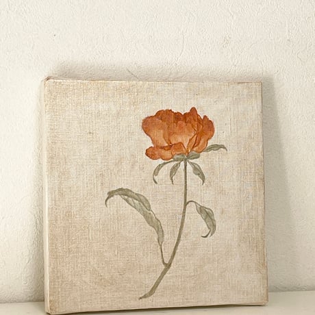 Rosa 1