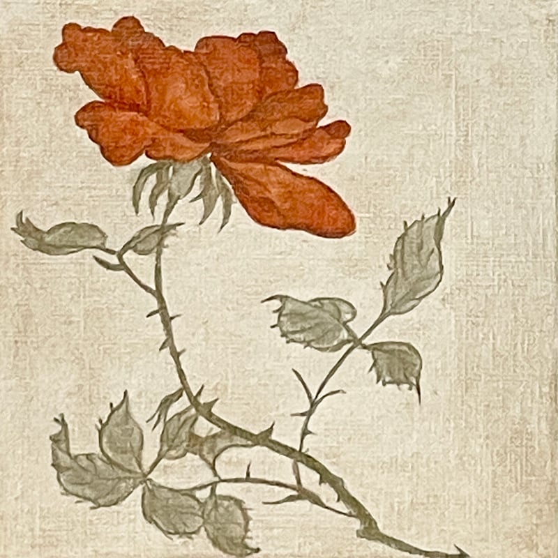 赤い薔薇2 | AKIKO KONDO