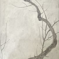 冬の梅