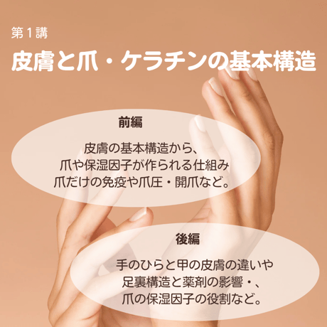 【2/9(月)】皮膚と爪・ケラチンの基本構造講座(テキスト付き)