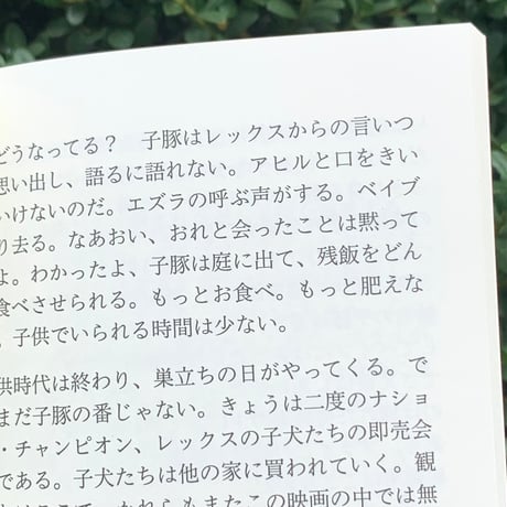 柿内正午｜「ベイブ」論、あるいは父についての序論