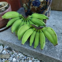 ある日、のバサナイ（バナナ）