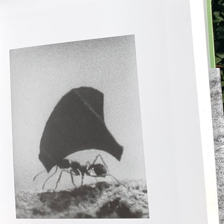 ヨヘン・レンベルト｜Field Guide Jochen Lempert（古）