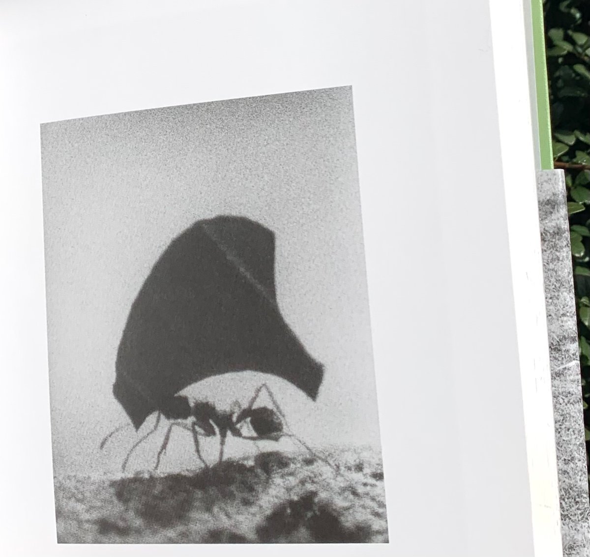 新品】ヨヘン・レンペルト写真集「Field Guide」イズフォト