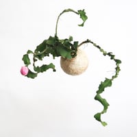 hang ball エピフィラム グアテマレンシスhb-2235/ball size M（テグス付き）
