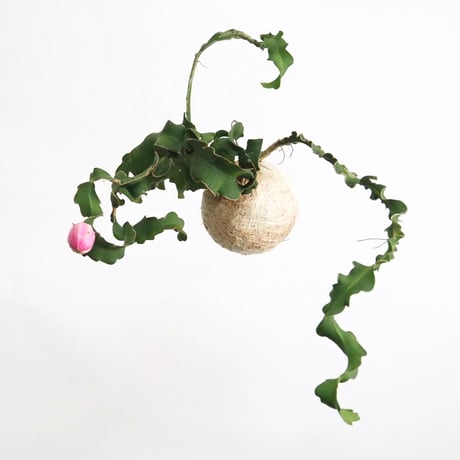 hang ball エピフィラム グアテマレンシスhb-2235/ball size M（テグス付き）