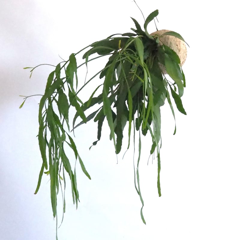 hang ball プセウドリプサリス ラムローサ/ball size L (AZ) |