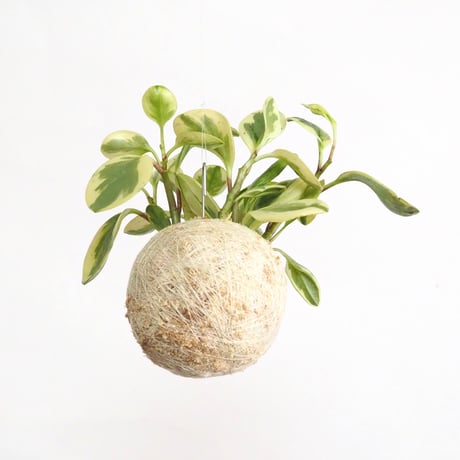 hang ball ペペロミア オブトゥシフォリア バリエガータ/ball size M（テグス付き）