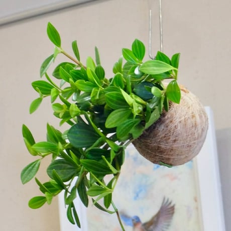 満席【6/28(日)14:00】ワークショップ@元住吉 moss atelier（POPUP販売も同時開催）