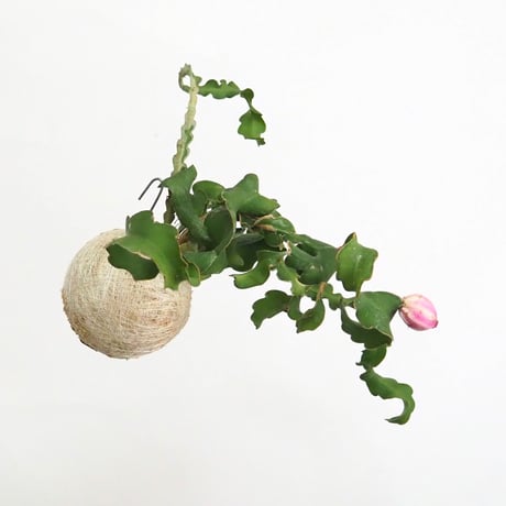 hang ball エピフィラム グアテマレンシスhb-2235/ball size M（テグス付き）
