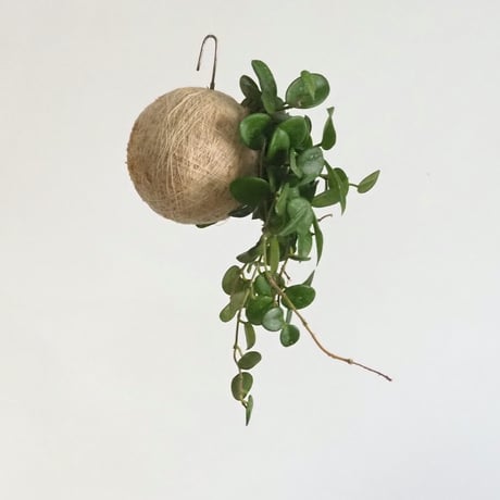 hang ball ホヤ マチルダ / ball size M (テグス付き)