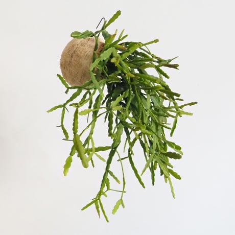 hang ball リプサリス ラウヒホラム /ball size M（テグス付き）