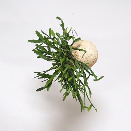 hang ball リプサリス ラウヒホラム /ball size M（テグス付き）