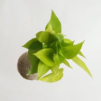 hang ball ポトス ライム/ball size S （テグス付き）