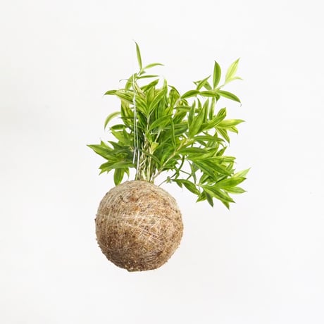 hang ball ドラセナ スルクロサ ファニータ /ball size M （テグス付き）