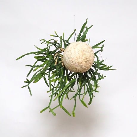 hang ball リプサリス ラウヒホラム /ball size M（テグス付き）