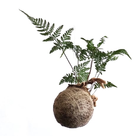 トキワシノブ(和鉢ごと)お写真13枚目7/27撮影(管理No.20) 園芸ネット本店｜トキワシノブ2.5～3号ポット の通販【公式】