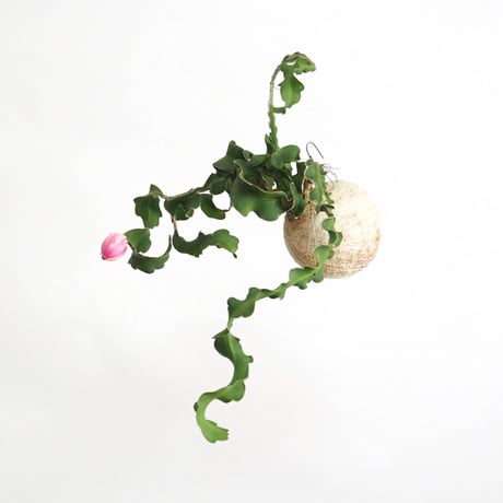 hang ball エピフィラム グアテマレンシスhb-2235/ball size M（テグス付き）