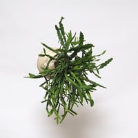 hang ball リプサリス ラウヒホラム /ball size M（テグス付き）