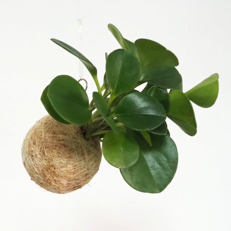 ペペロミア | STORES